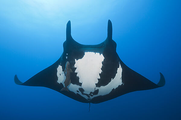 Manta