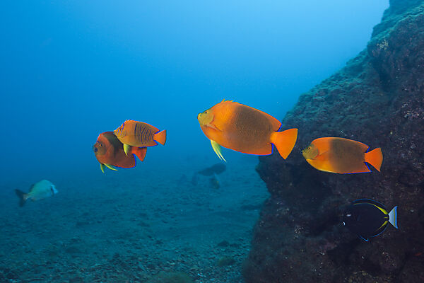 Clarion Angelfish