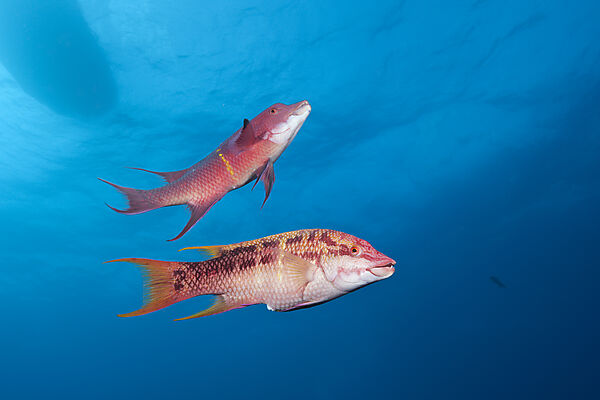 Mexican Hogfish