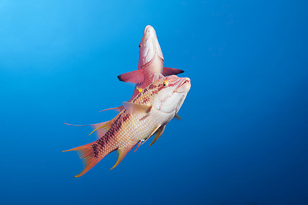 Mexican Hogfish