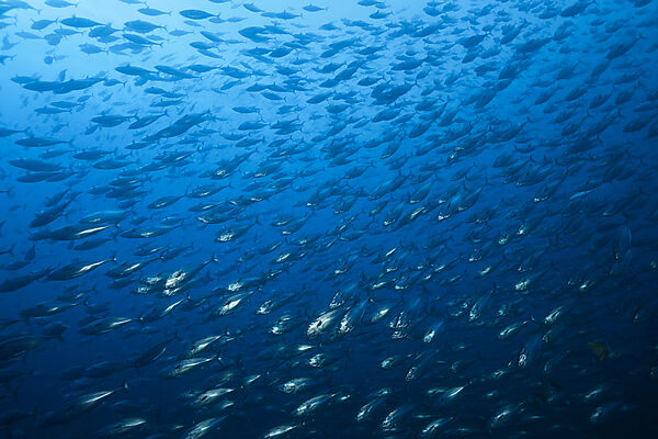 Bonito Schwarm