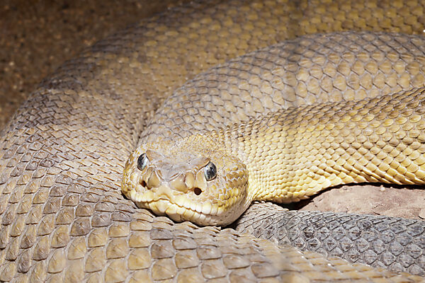 Diamondback Rattlesnake