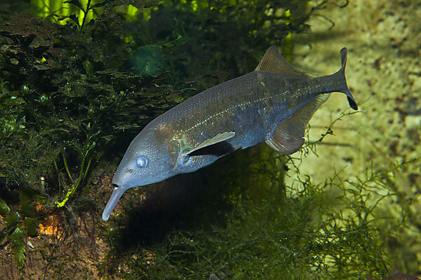 Tapirfisch