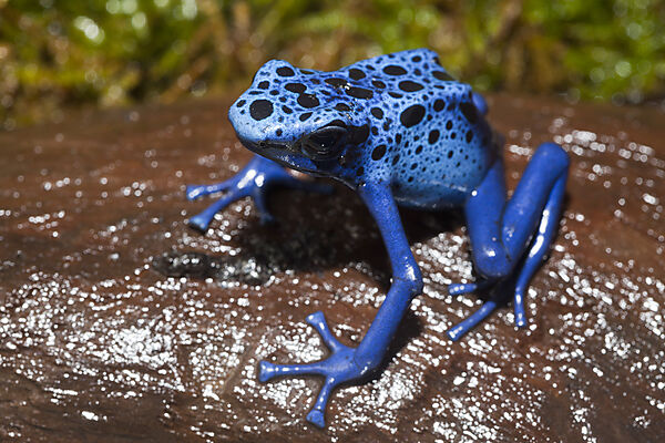 Blauer Pfeilgiftfrosch