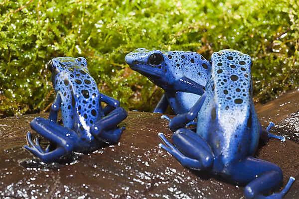 Blauer Pfeilgiftfrosch