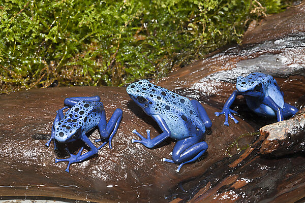 Blauer Pfeilgiftfrosch