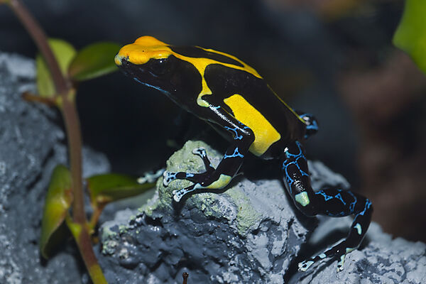 Gelbschwarzer Faerberfrosch