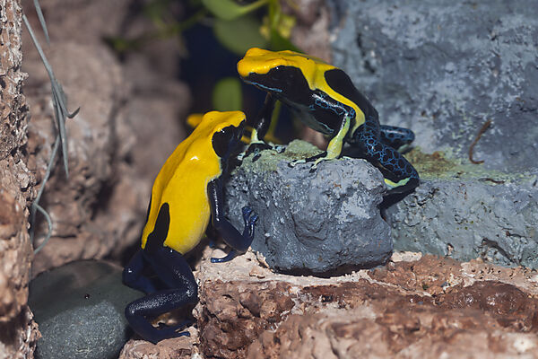 Gelbschwarzer Faerberfrosch