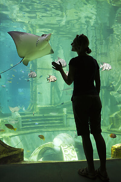 Eagle Ray in Capivity