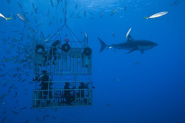Great White Shark Cage Diving