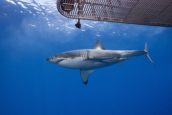 Great White Shark Cage Diving
