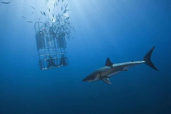 Great White Shark Cage Diving