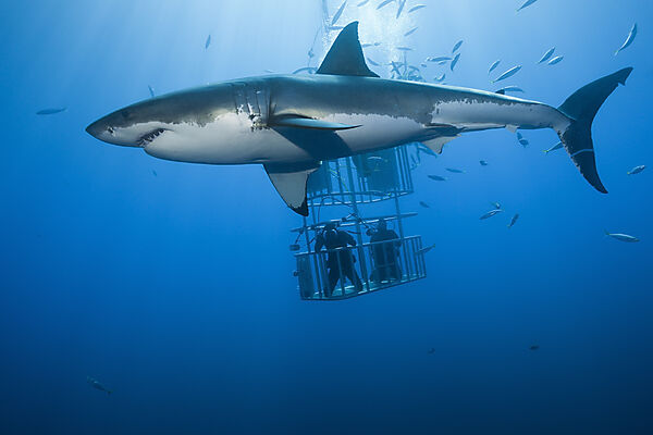 Great White Shark Cage Diving