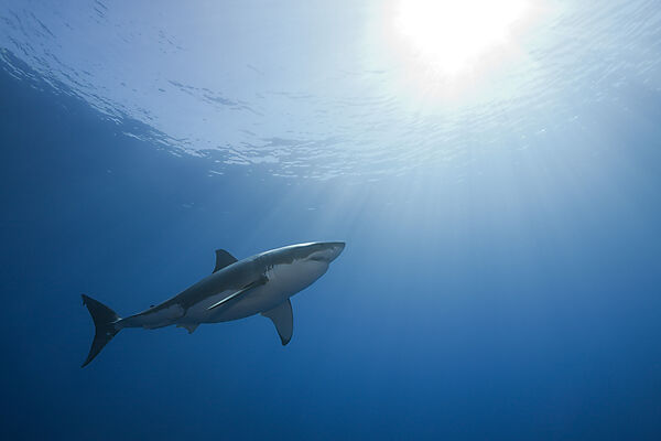 Great White Shark