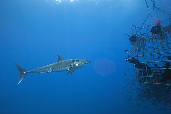 Great White Shark Cage Diving