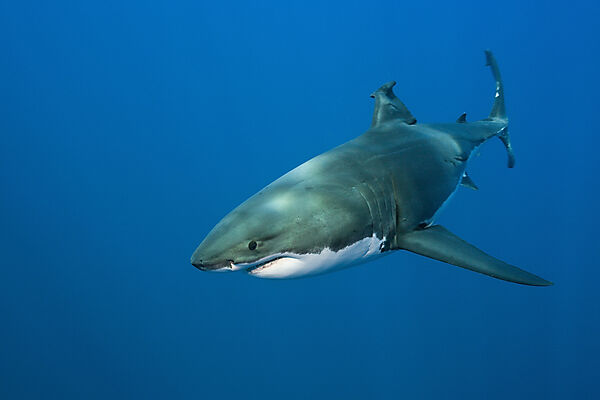 Great White Shark