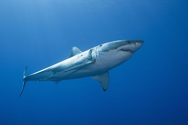Great White Shark