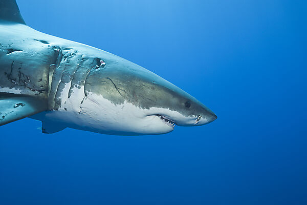 Great White Shark
