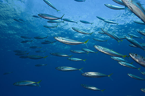 Pazifische Stachelmakrelen