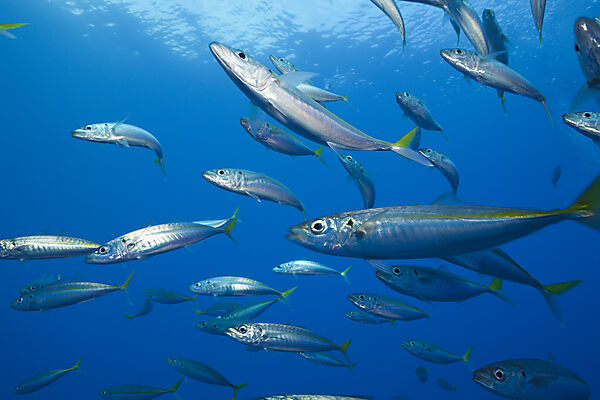 Pazifische Stachelmakrelen