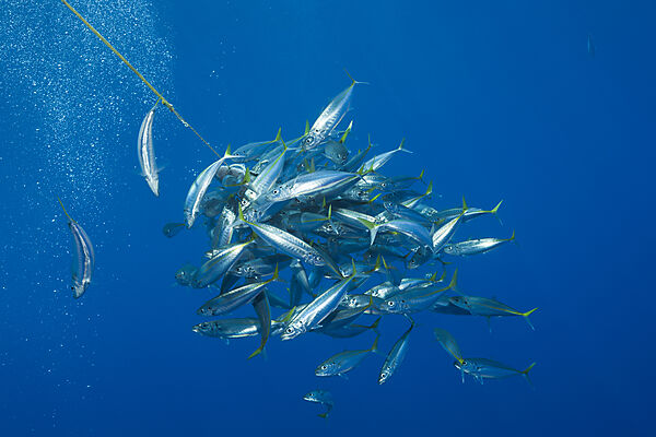 Pazifische Stachelmakrelen