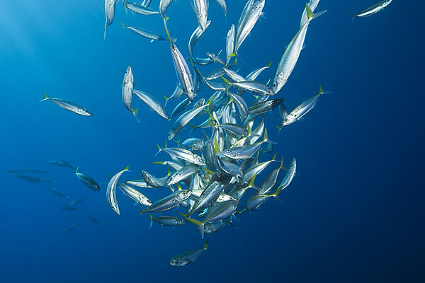 Pazifische Stachelmakrelen