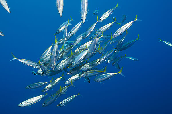 Pazifische Stachelmakrelen