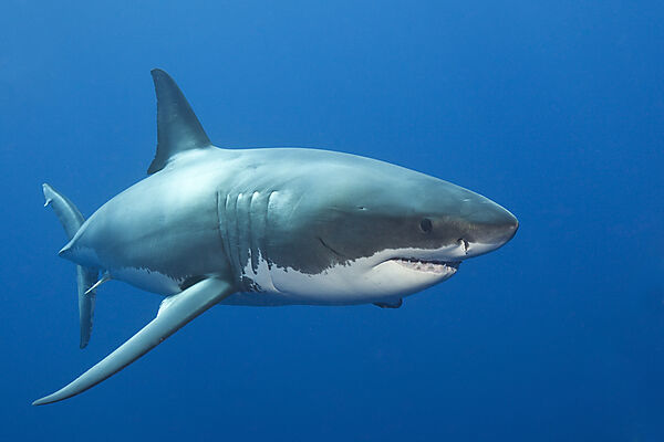 Great White Shark