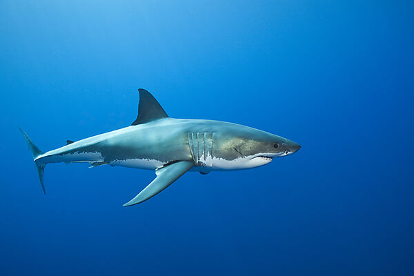 Great White Shark
