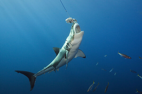 Great White Shark