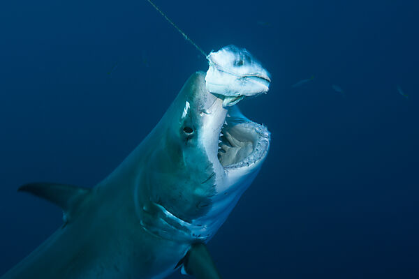 Great White Shark
