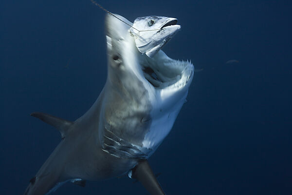 Great White Shark