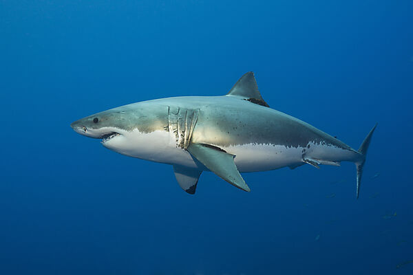 Great White Shark