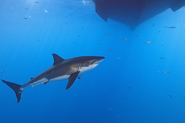 Great White Shark