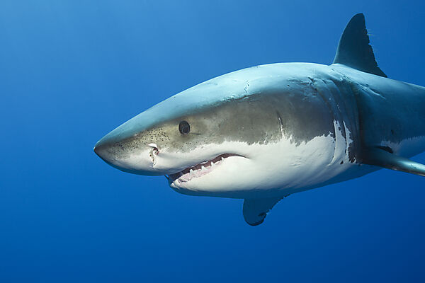 Great White Shark