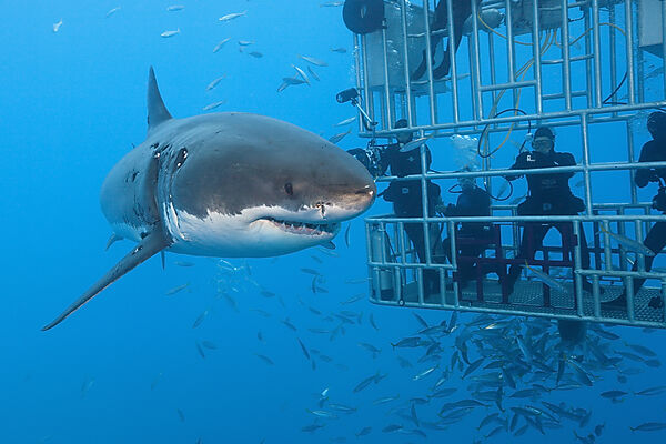 Great White Shark Cage Diving