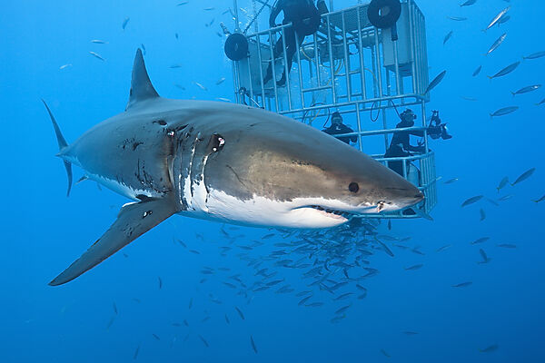 Great White Shark Cage Diving