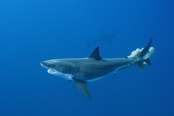 Great White Shark
