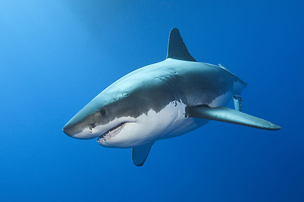 Great White Shark