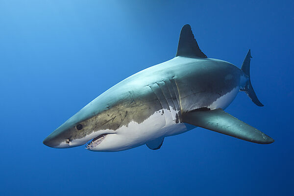 Great White Shark