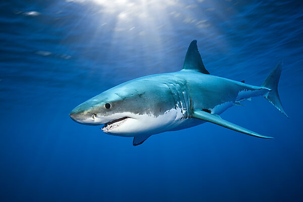 Great White Shark