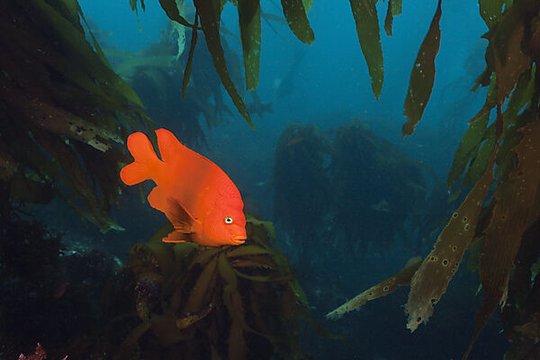 Garibaldi Fish in Kelp forest