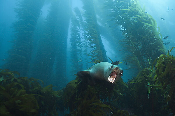 Kalifornischer Seeloewe in Kelpwald