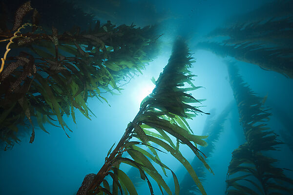 Kelp Forest Giant Kelp