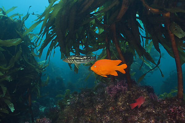 Garibaldi Fish in Kelp forest