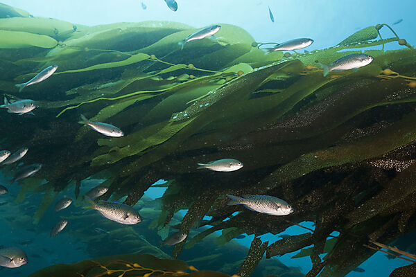 Blacksmith Damselfish in Kelp