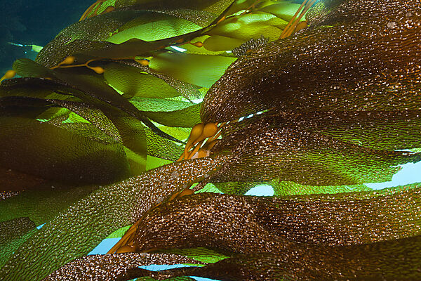Kelp Forest Giant Kelp