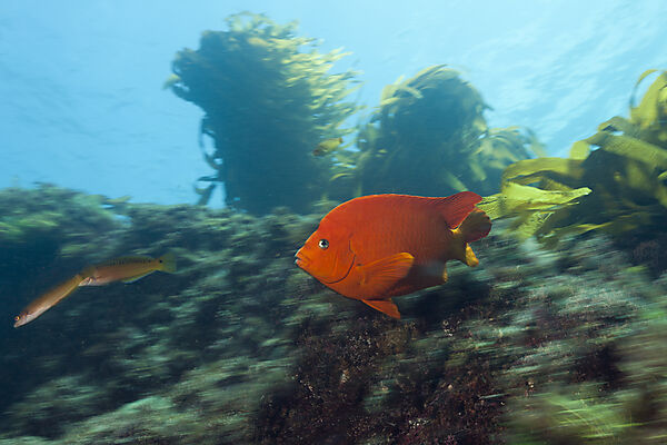 Garibaldi Fish in Kelp forest