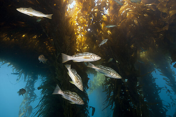 Kelp Bass in Kelp Forest