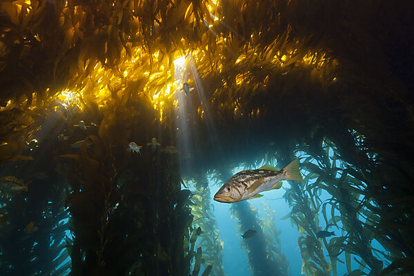 Kelp Bass in Kelp Forest